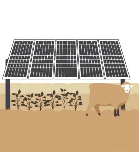 Sheep grazing, horticulture, beekeeping, and biodiversity regeneration