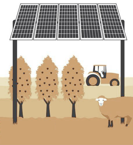 Grazing, horticulture and viticulture